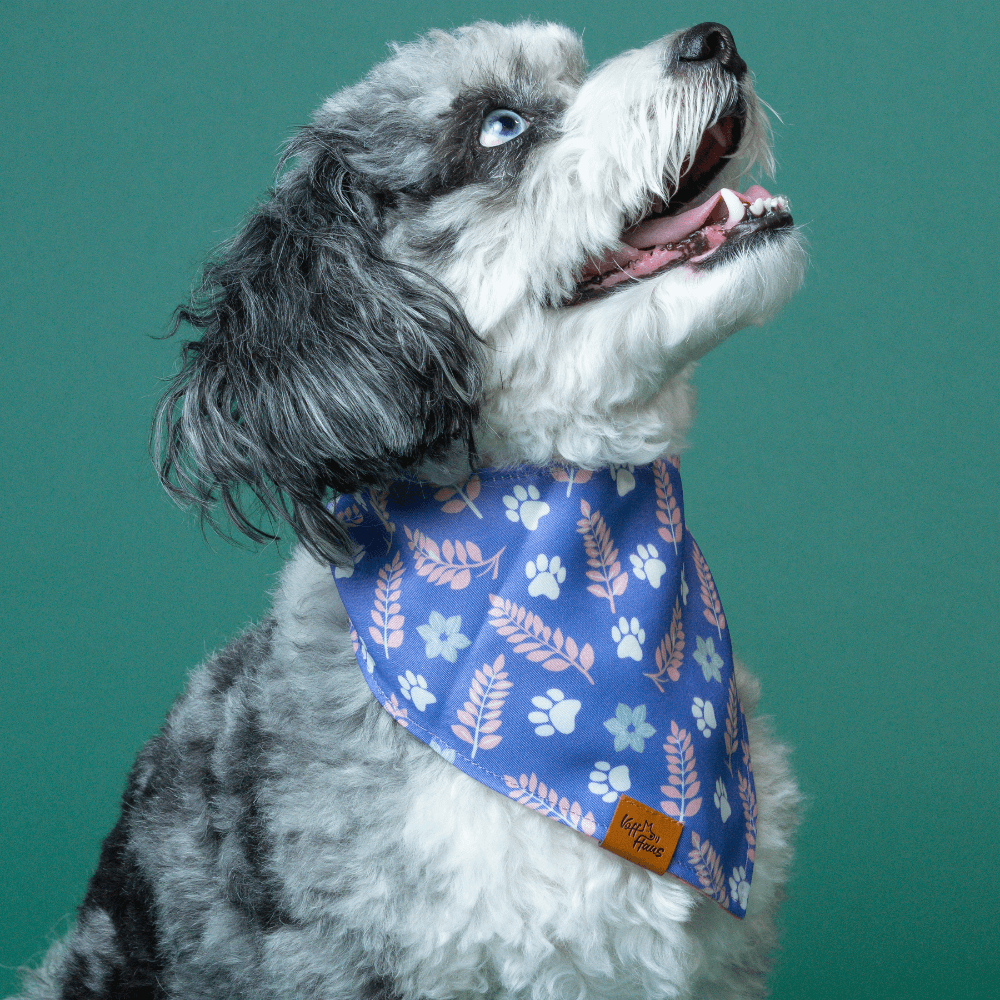 Dog wearing a blue bandana with floral and paw print pattern on a teal background