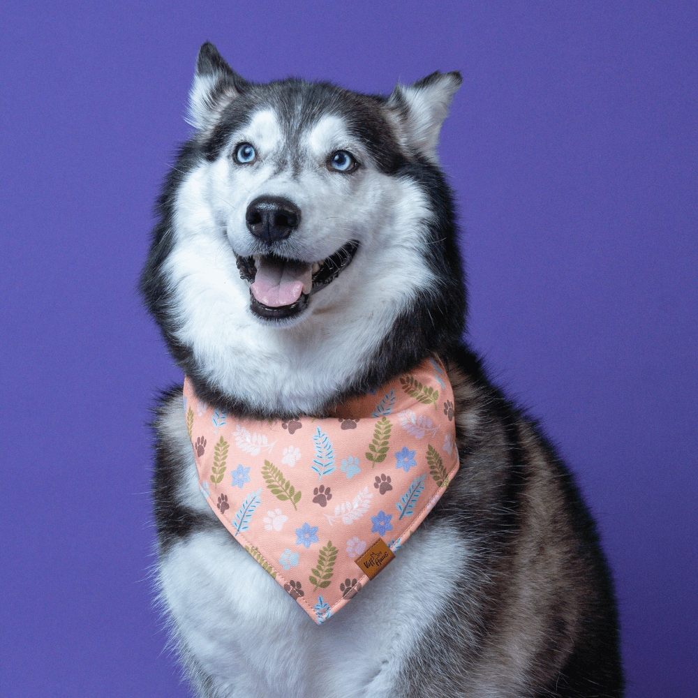 Dog wearing a patterned bandana on a purple background