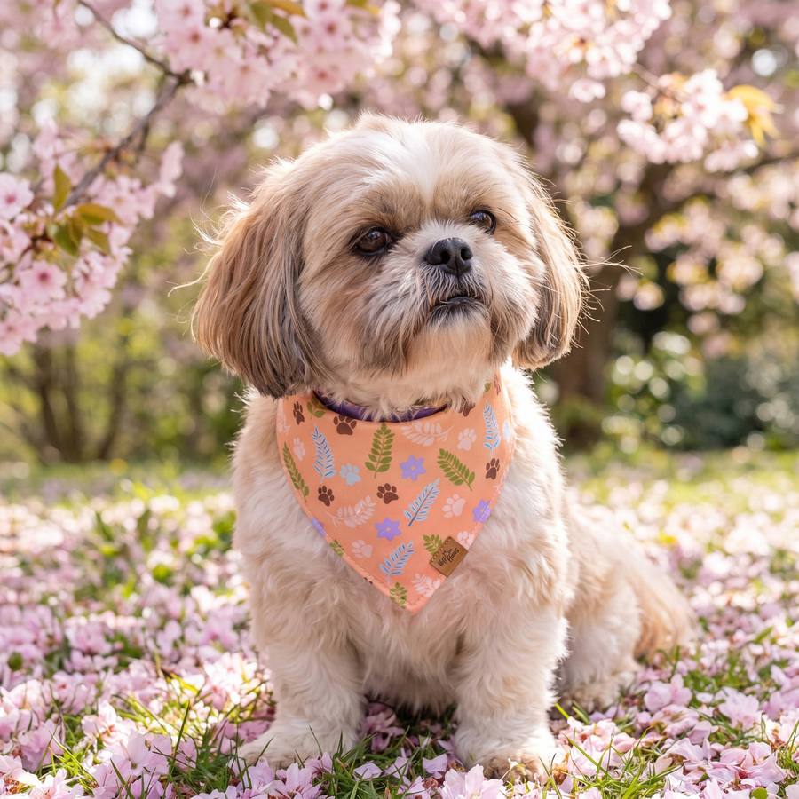A dog wearing the Apricot side