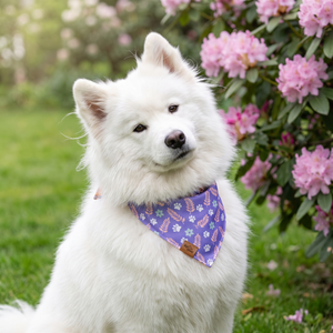 A dog wearing the Violet side of the Paw Blossoms bandana