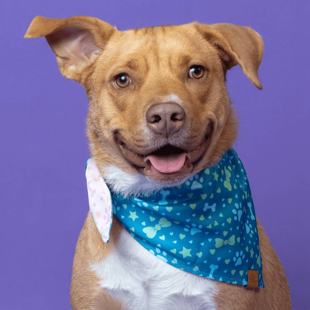 Dog wearing a blue bandana with heart patterns on a purple background