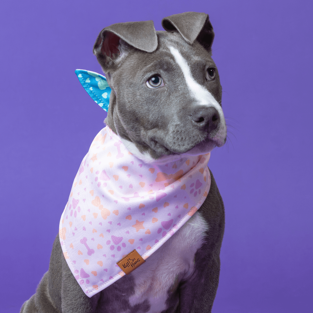 Dog wearing a pink bandana with heart patterns on a purple background