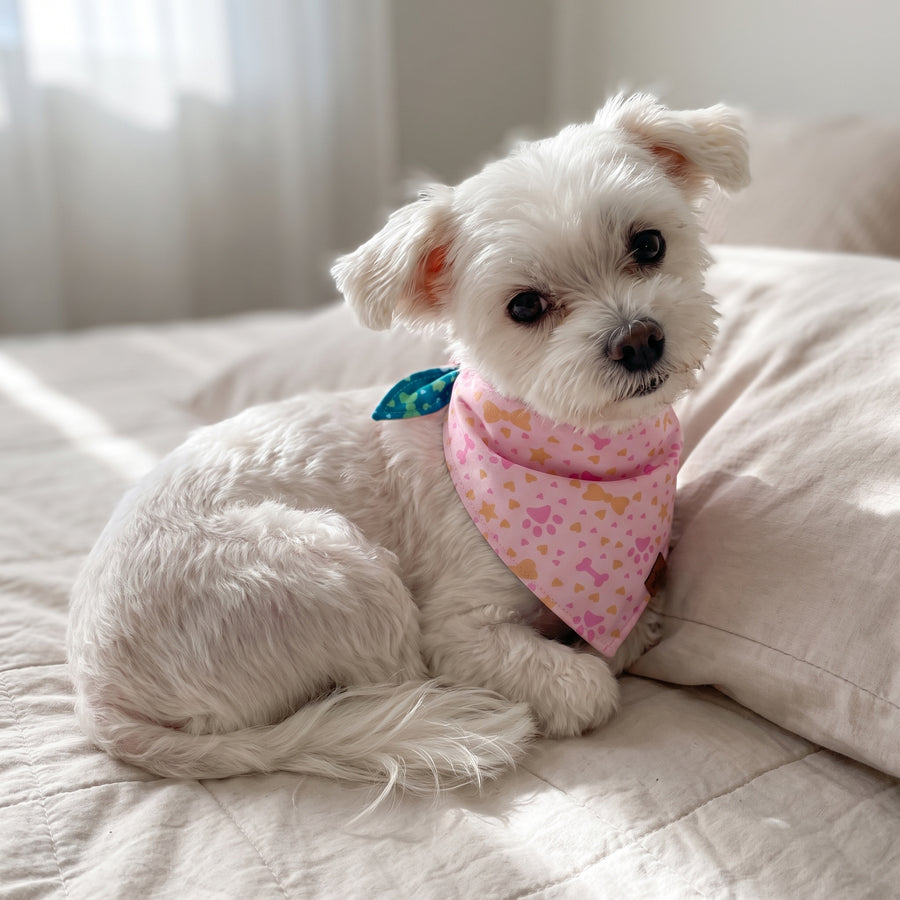 A dog wearing the Blush Paws side