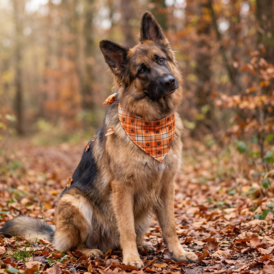 A dog wearing the Marmalade Plaid side