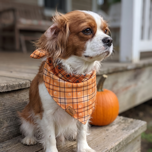 A dog wearing the Honey Plaid side of the Plaid Paws bandana