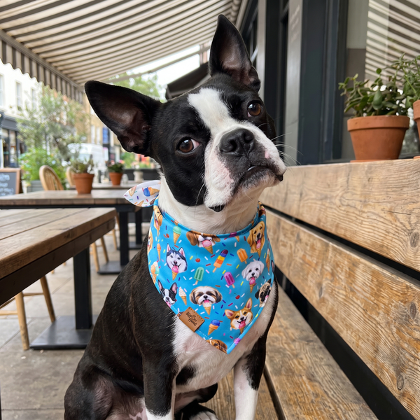 A dog wearing the Sky Blue side of the Scoops & Snoots bandana