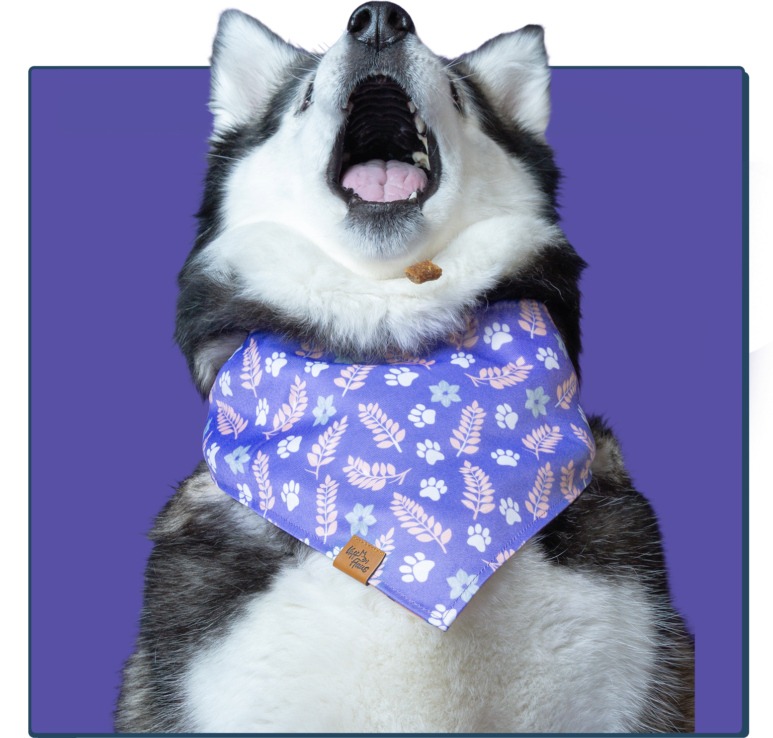 Dog wearing a purple bandana with floral pattern on a purple background
