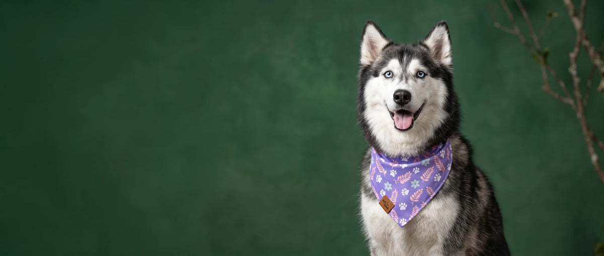 Luna, a husky, wearing a Voff Haus bandana against a forest-green studio backdrop